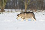 ALASKAN MALAMUTE 261